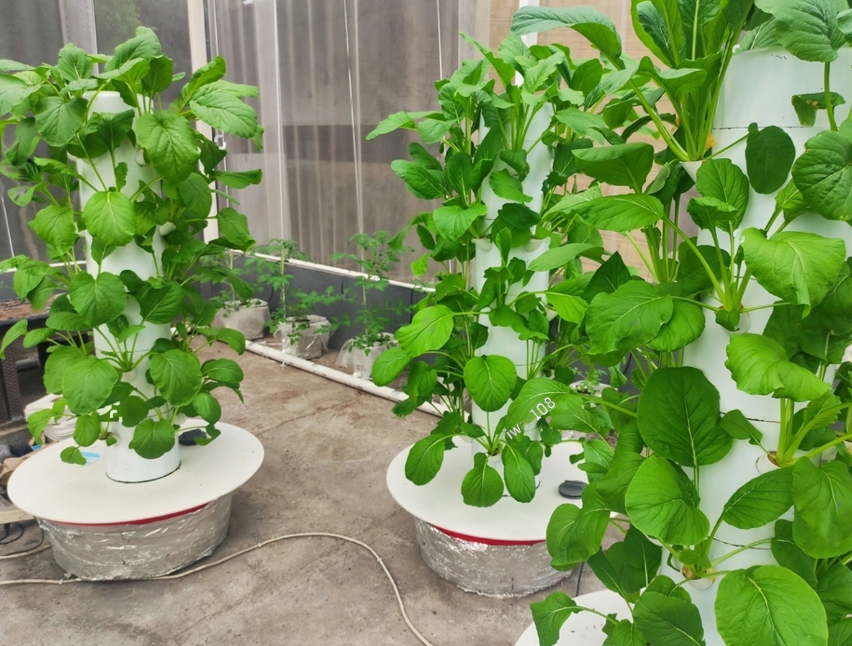 stock-photo-mustard-green-or-caisim-growing-in-vertical-aeroponic-garden-2163567359-transformed@2x