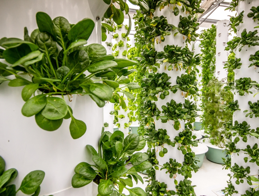 stock-photo-plants-growing-at-an-aeroponic-food-farm-609886859-transformed@2x