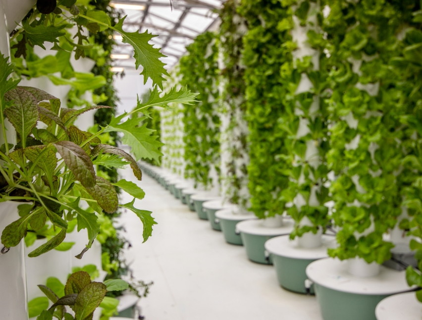 stock-photo-plants-growing-at-an-aeroponic-food-farm-609886862-transformed@2x