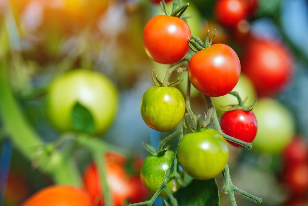 como cultivar tomate aeroponia