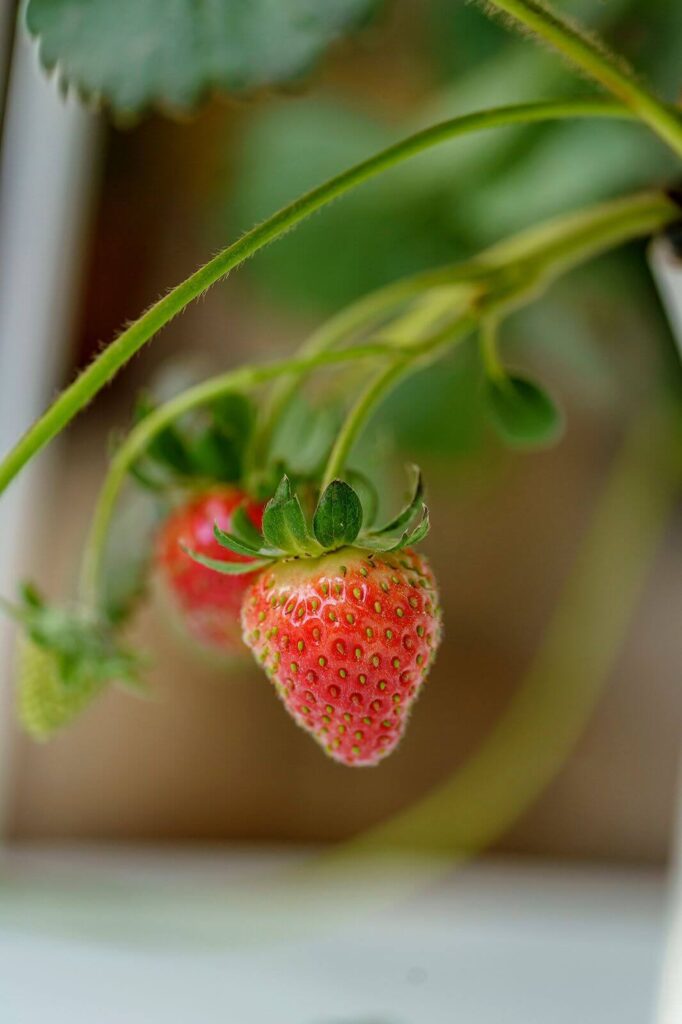 como cultivar fresas en casa